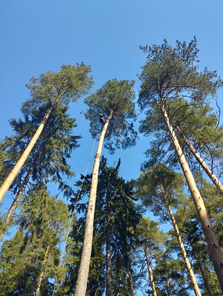 Валка деревьев