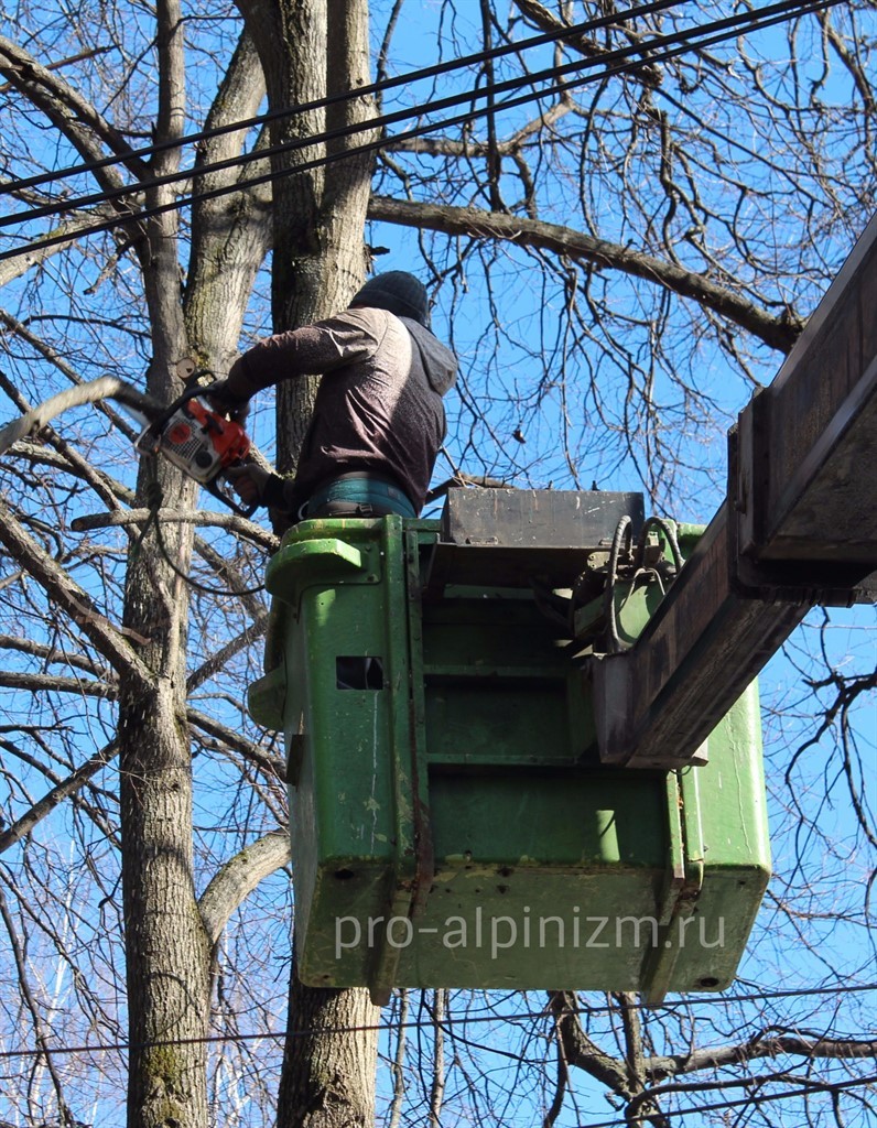 Кронирование и обрезка деревьев, Московская область