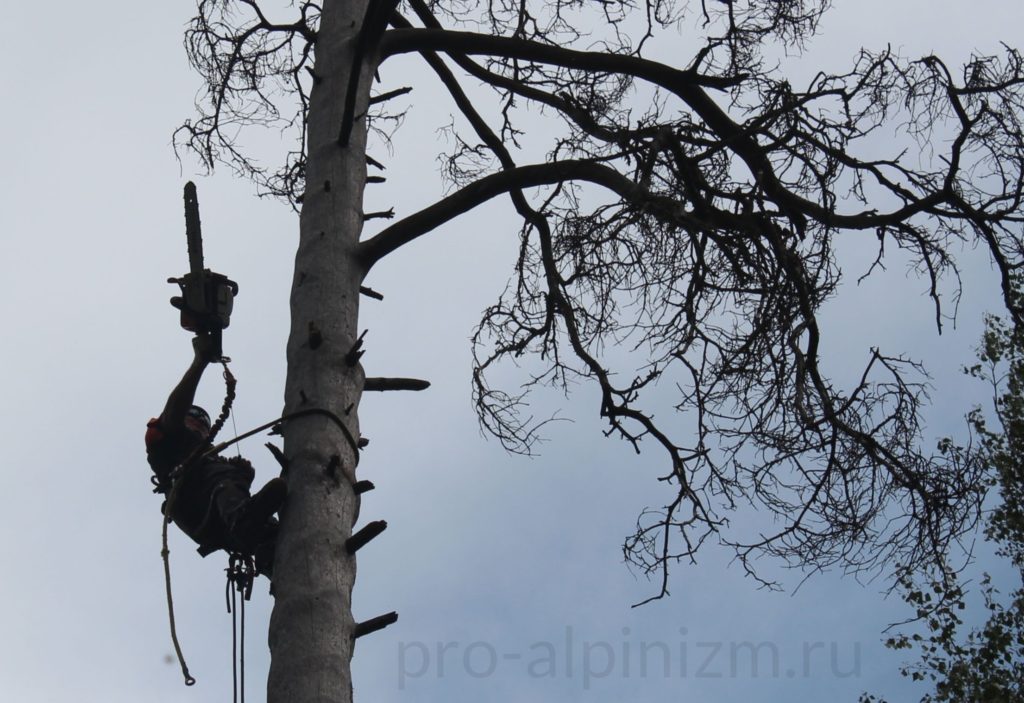 Удаление деревьев в Дзержинском