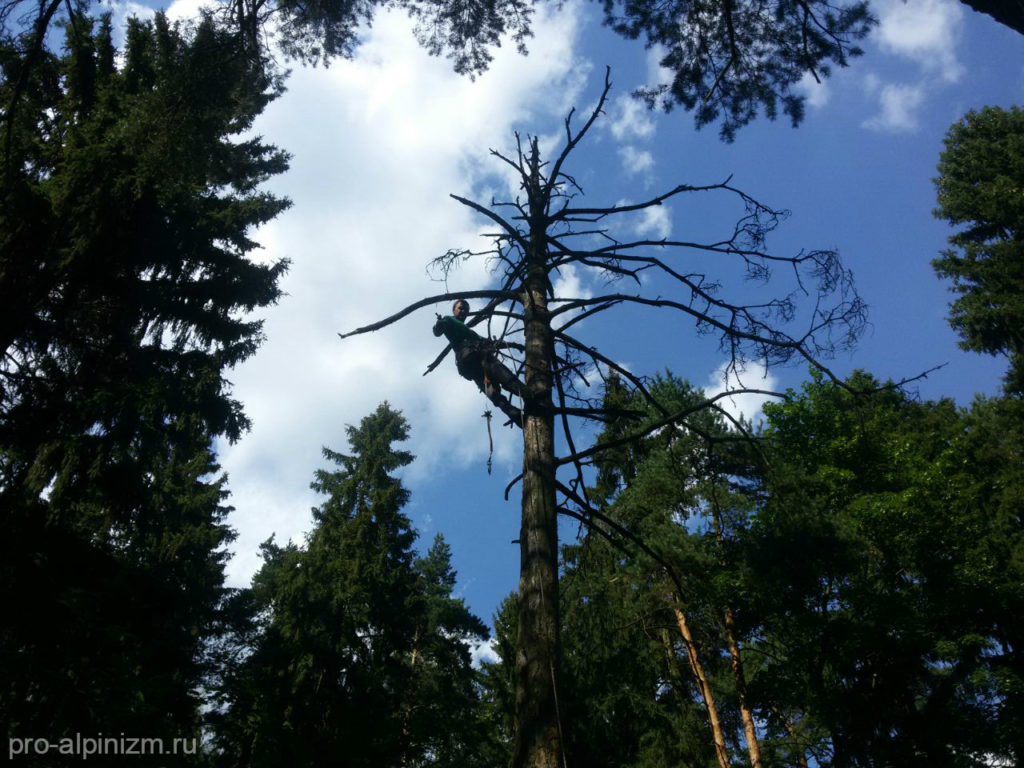 Удаление деревьев в Черноголовке