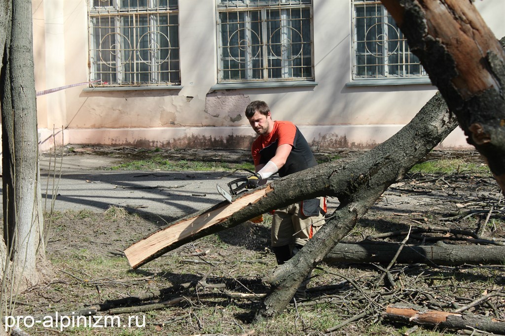 Вырубка деревьев городе Краснозаводск, Сергиево-Посадский район