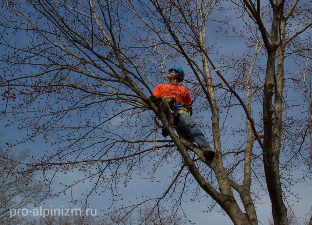 Как снять квадрокоптер с высокого дерева