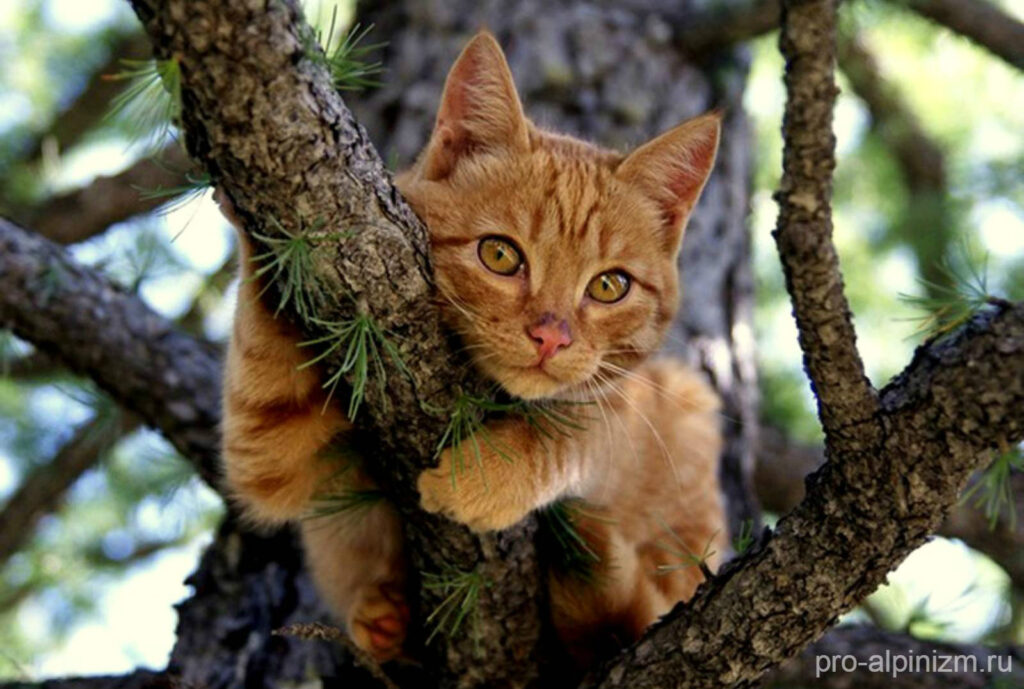Снятие кошек с деревьев