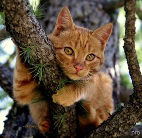 Снятие кошек с деревьев